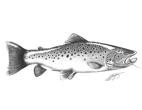 Brown Trout On Behance