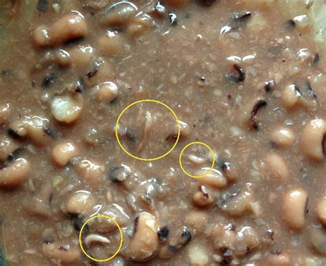 Outdoors, they adjust it by burrowing deeper or more shallow to suit their needs. food safety - Are these worms in my black eyed peas/beans ...