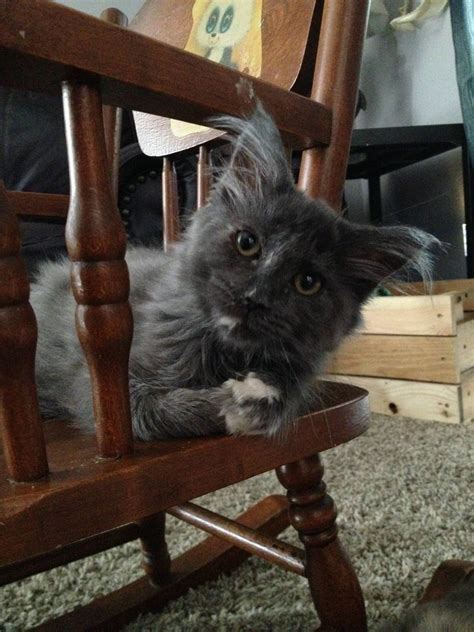 Our heavy kitten season begins around april. Maine Coon Cats For Sale | Kenosha, WI #247203 | Petzlover