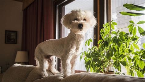 29 Best Apartment Dogs For Small Spaces Dogtime Best Apartment Dogs
