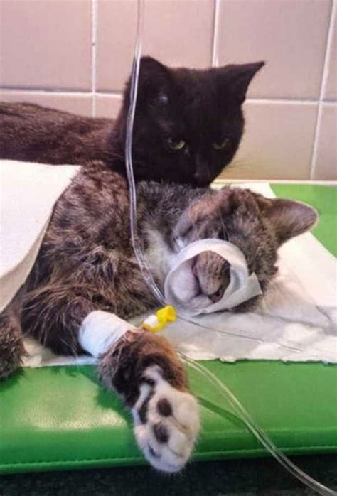 Meet Rademenesa The Incredible Nursing Cat 8 Pics Amazing Creatures