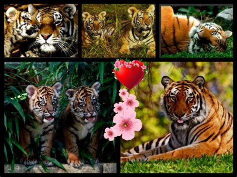 Tiger Collage Tigers Fan Art 34588080 Fanpop