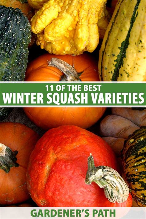 11 Of The Best Winter Squash Varieties Gardeners Path