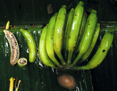 Musa Nanensis New Species Of Wild Banana Discovered In Thailand Biology Sci