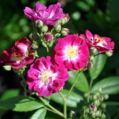 Märchenhafte Ramblerrose Mit Auffälliger Blütenfarbe Perfekt Um Alte