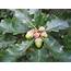 English And Sessile Oak  Tree Guide UK