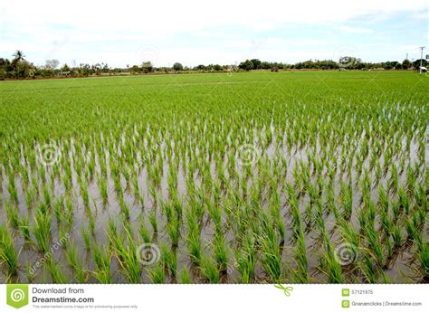Indian basmati rice is one of the famous worldwide for its quality and aroma. Young Rice Plant Field Stock Photo - Image: 57121975