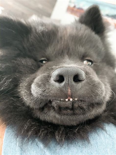 Theres An Online Community That Shares Hilarious Dog Photos With Their Teeth Visible In A Funny Way