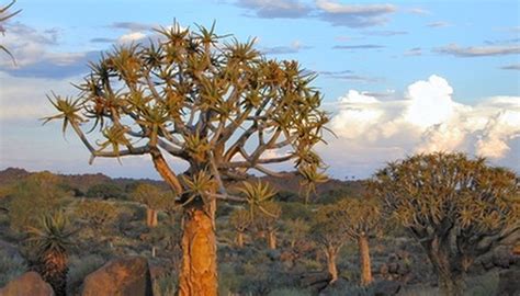 Interesting Facts About Desert Plants Sciencing