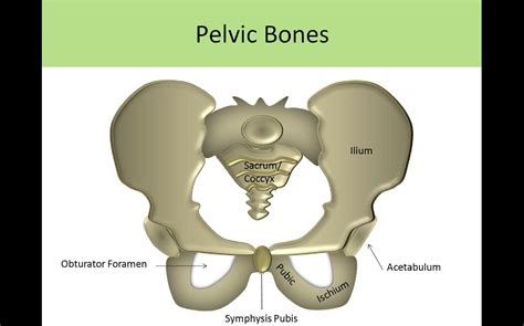 Bony Pelvis Anatomy