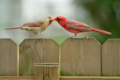 The Ohio Nature Blog A Male Northern Cardinal Feeding A Female