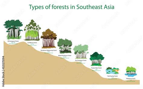Illustration Of Biology And Forests Types Of Forests In Southeast Asia