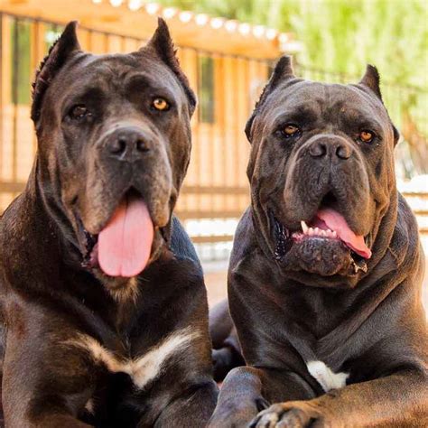 This is because you will need information on their background the cane corso is a very intelligent dog that is active, playful, and can be very loyal to their owners. Cane Corsos breeding - Cane Corso puppies for sale - Buy ...