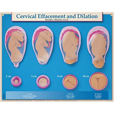 The 10 Best Cervix Dilation Chart 2022 Reviews And Buying Guide Best