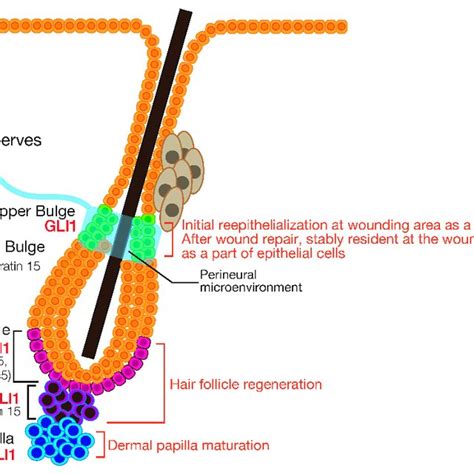 At The Beginning Of Hair Follicle Development Gradients Of Activators