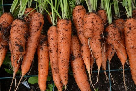How To Grow Straight Carrots The 3 Simple Secrets To Success Artofit