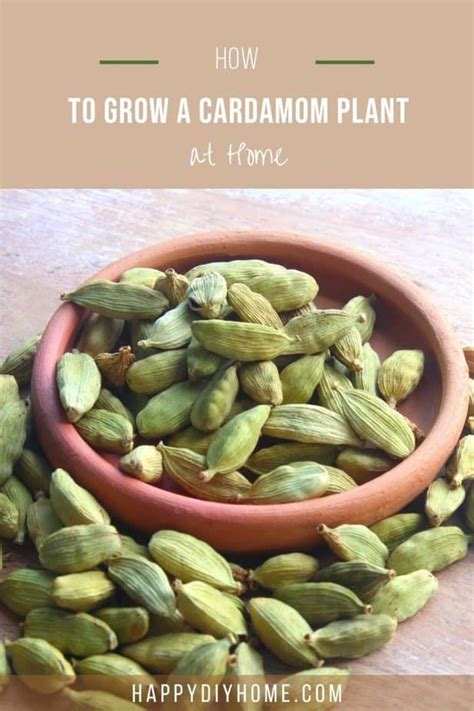 How To Grow A Cardamom Plant At Home Happy Diy Home