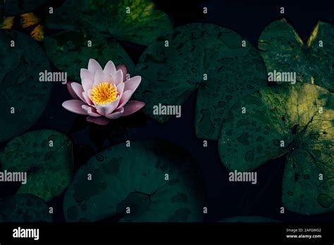 Lotus Plant Underwater High Resolution Stock Photography And Images Alamy