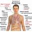Anemia Treatment With Home Remedies  Ayurveda & Holistic Health