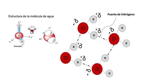 Explica La Estructura De La Molécula De Agua Y El Enlace Por Puentes De