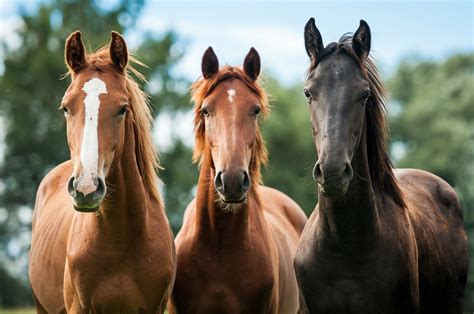 The 20 Most Expensive Horse Breeds Ventured