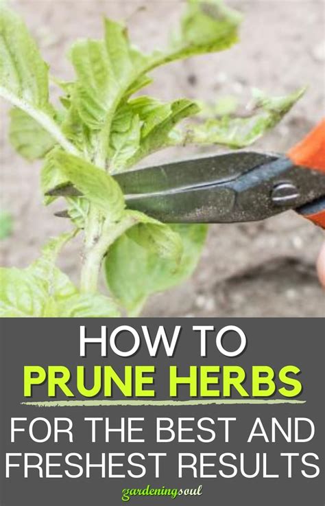 How To Prune Herbs For The Best And Freshest Results