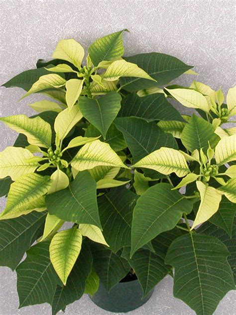 Snowcap 2004 Height Control Poinsettia Cultivation Commercial