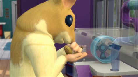 Hamsters Rats And Hedgehogs Are Being Added To The Sims 4 In A New
