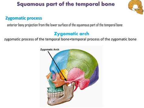 Ppt Cranium Skull Powerpoint Presentation Free Download Id6146300