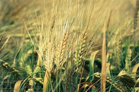 Wheat Plant Grain Cornfield Field Cereals Wheat Agriculture