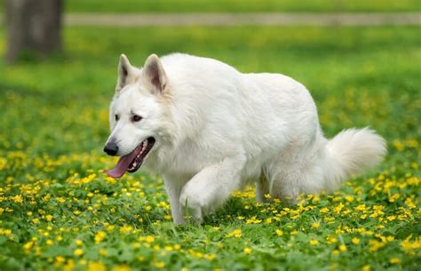 White German Shepherd A Complete Guide To Fluffy White Shepherds All