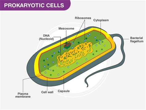 Prokaryotic Cell Wall Structure