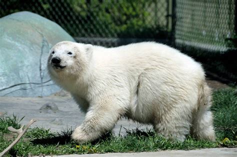 The Toronto Zoo Is Celebrating Their Polar Bears Birthday In The