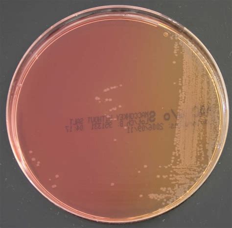 Thermo Scientific Macconkey Agar With Salt Products Fisher Scientific