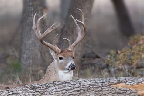 Photos Can You Find These Hidden Deer Outdoorhub