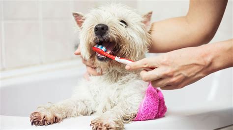How Often Should I Brush My Dogs Teeth Petsradar