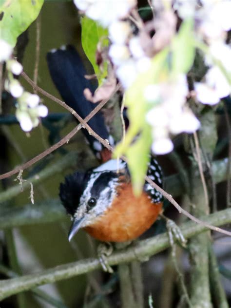 Lightning forks and rejoins itself over table mountain and lion's head in cape town, south africa. Trovoada - Drymophila ferruginea