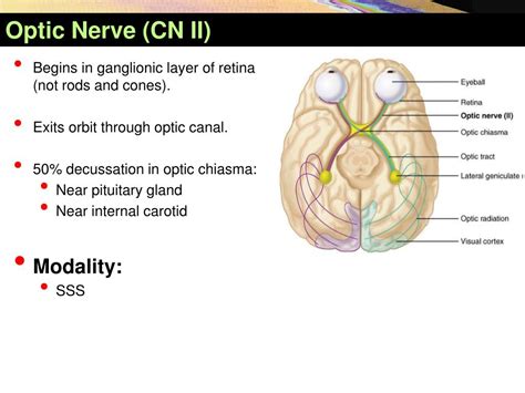 Ppt Cranial Nerves Powerpoint Presentation Free Download Id3736986