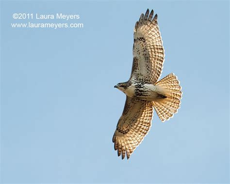 Juvenile Red Tailed Hawk In Flight Tagged Photos Laura Meyers Nature