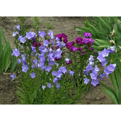 Check spelling or type a new query. Campanula persicifolia ( Hohe Glockenlume ) auf Pflanzen ...