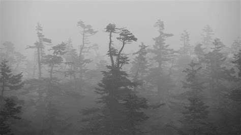 Trees In The Mist 1 Tokyobogue Flickr