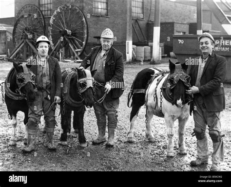 Pit Ponies Bullet Darkie And Baldie With Pitmen George Oxley William