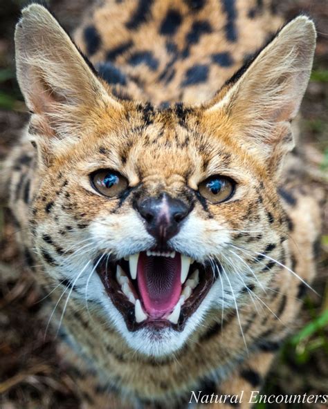 Natural Encounters Photography By Ben Williams Serval