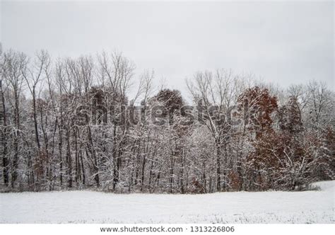 Snowy Tree Line Snow Covered Field Stock Photo Edit Now 1313226806