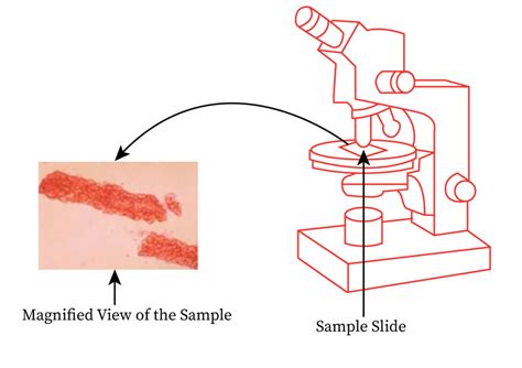 Microscopic Examination Bartleby