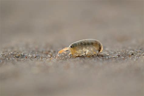 Learn All About Sand Fleas Natran Green Pest Control Botanical Texas Pest Control