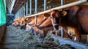 EU livestock sector hits back at criticism on animal farming - EURACTIV.com