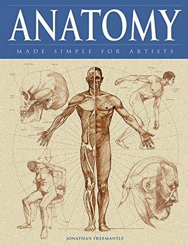 Anatomy Made Simple For Artists English Edition Ebook Freemantle