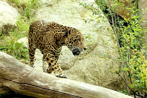 Hd Wallpaper Leopard On Wood Jaguar Big Cat Prowl Stalk Carnivore