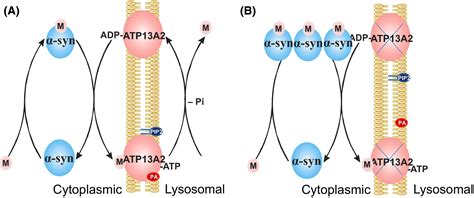 Impulse Control Disorder Lysosomal Malfunction And Atp13a2